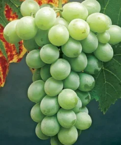 Himrod Seedless Grape Vine Plants - 6 Pack, 1-2 Year Old Live Vines, Edible Fruit - Image 3