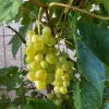 Himrod Seedless Grape Vine Plants - 6 Pack, 1-2 Year Old Live Vines, Edible Fruit - Image 1