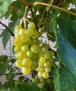 Himrod Seedless Grape Vine Plants - 6 Pack, 1-2 Year Old Live Vines, Edible Fruit - Image 1