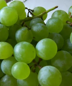 Himrod Seedless Grape Vines - 2 Live Plants, 1-2 Year Old, Outdoor - Image 2