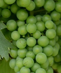 Himrod Seedless Grape Vines - 2 Live Plants, 1-2 Year Old, Outdoor - Image 3