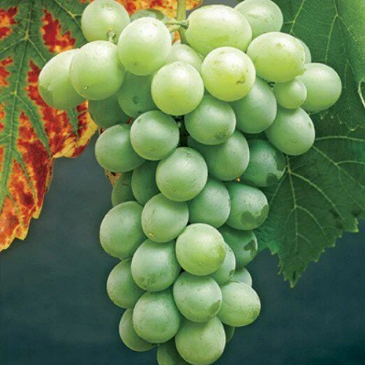 Himrod Seedless Grape Vines - 2 Live Plants, 1-2 Year Old, Outdoor - Image 1