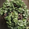 Hindu Joya Live Plant Cutting with Pot - Indoor Houseplant - Image 1