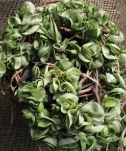 Hindu Joya Live Plant Cutting with Pot - Indoor Houseplant - Image 1