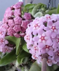 Hindu Joya Live Plant Cutting with Pot - Indoor Houseplant - Image 2