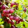 Hinnomaki Red Gooseberry Live Plant - 6-12" Tall Shrub - Edible Berries - Image 1