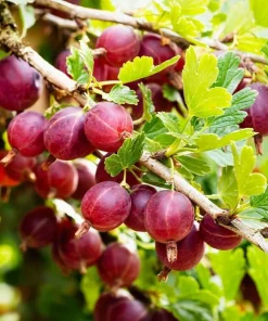 Hinnomaki Red Gooseberry Live Plant - 6-12" Tall Shrub - Edible Berries - Image 1