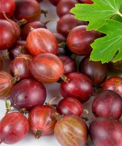 Hinnomaki Red Gooseberry Live Plant - 6-12