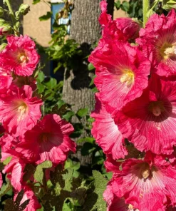 Hollyhock King Henry VIII Mix Flower Seeds - 50 Mixed Colors, Alcea Rosea - Image 10