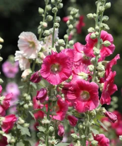 Hollyhock King Henry VIII Mix Flower Seeds - 50 Mixed Colors, Alcea Rosea - Image 11