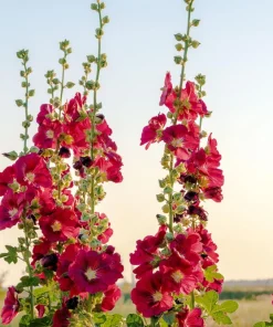 Hollyhock King Henry VIII Mix Flower Seeds - 50 Mixed Colors, Alcea Rosea - Image 12