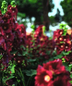 Hollyhock King Henry VIII Mix Flower Seeds - 50 Mixed Colors, Alcea Rosea - Image 13