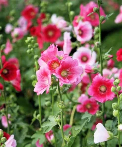 Hollyhock King Henry VIII Mix Flower Seeds - 50 Mixed Colors, Alcea Rosea - Image 2
