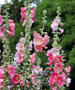 Hollyhock King Henry VIII Mix Flower Seeds - 50 Mixed Colors, Alcea Rosea - Image 3