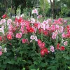 Hollyhock King Henry VIII Mix Flower Seeds - 50 Mixed Colors, Alcea Rosea - Image 1