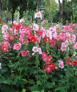 Hollyhock King Henry VIII Mix Flower Seeds - 50 Mixed Colors, Alcea Rosea - Image 1