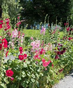 Hollyhock King Henry VIII Mix Flower Seeds - 50 Mixed Colors, Alcea Rosea - Image 6