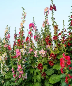 Hollyhock King Henry VIII Mix Flower Seeds - 50 Mixed Colors, Alcea Rosea - Image 7