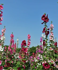 Hollyhock King Henry VIII Mix Flower Seeds - 50 Mixed Colors, Alcea Rosea - Image 8