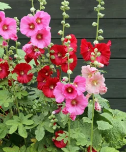 Hollyhock King Henry VIII Mix Flower Seeds - 50 Mixed Colors, Alcea Rosea - Image 9