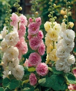 Hollyhock Seeds Chaters Double Mixture - Tall Vibrant Blooms - 50 Seeds - Image 2