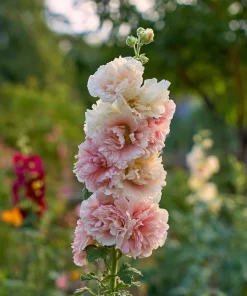 Hollyhock Seeds Chaters Double Mixture - Tall Vibrant Blooms - 50 Seeds - Image 3