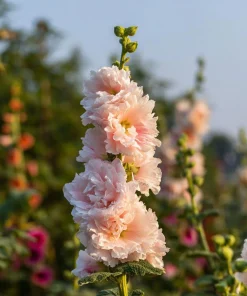 Hollyhock Seeds Chaters Double Mixture - Tall Vibrant Blooms - 50 Seeds - Image 4