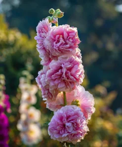 Hollyhock Seeds Chaters Double Mixture - Tall Vibrant Blooms - 50 Seeds - Image 5