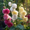 Hollyhock Seeds Chaters Double Mixture - Tall Vibrant Blooms - 50 Seeds - Image 1