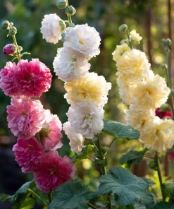 Hollyhock Seeds Chaters Double Mixture - Tall Vibrant Blooms - 50 Seeds - Image 1