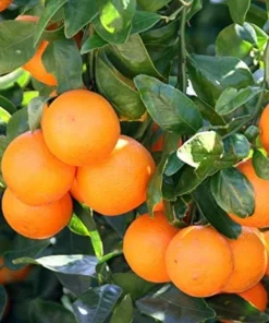 Honey Tangerine Tree Live Plant - 2-5 Inch Tall Potted Citrus Seedling - Image 3