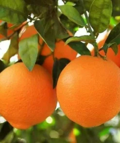 Honey Tangerine Tree Live Plant - 2-5 Inch Tall Potted Citrus Seedling - Image 4