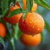 Honey Tangerine Tree Live Plant - 2-5 Inch Tall Potted Citrus Seedling - Image 1