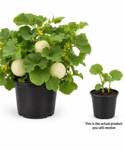 Honeydew Melon Live Plants - 2 Seedlings Per Pot, 3-5 Inches Tall, Sweet Fruit Starter - Image 2