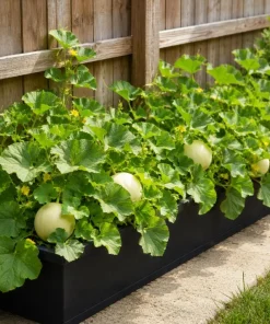 Honeydew Melon Live Plants - 2 Seedlings Per Pot, 3-5 Inches Tall, Sweet Fruit Starter - Image 3