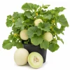 Honeydew Melon Live Plants - 2 Seedlings Per Pot, 3-5 Inches Tall, Sweet Fruit Starter - Image 1
