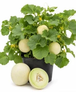Honeydew Melon Live Plants - 2 Seedlings Per Pot, 3-5 Inches Tall, Sweet Fruit Starter - Image 1