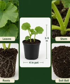 Honeydew Melon Live Plants - 2 Seedlings Per Pot, 3-5 Inches Tall, Sweet Fruit Starter - Image 4