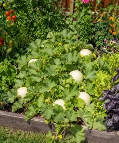 Honeydew Melon Live Plants - 2 Seedlings Per Pot, 3-5 Inches Tall, Sweet Fruit Starter - Image 5