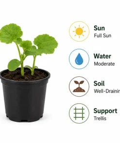 Honeydew Melon Live Plants - 2 Seedlings Per Pot, 3-5 Inches Tall, Sweet Fruit Starter - Image 6