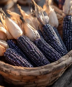 Hopi Blue Corn Seeds - Zea mays - Heirloom Heritage Variety - 25 Seeds - Image 3