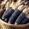 Hopi Blue Corn Seeds - Zea mays - Heirloom Heritage Variety - 25 Seeds - Image 1
