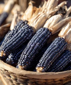 Hopi Blue Corn Seeds - Zea mays - Heirloom Heritage Variety - 25 Seeds - Image 1