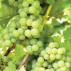 Hopi Live Seedless Grape Vines - 2 Pack, 1-2 Yr Old, Outdoor Fruit Plant - Image 1