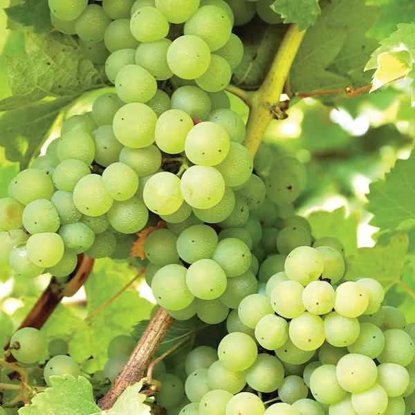 Hopi Live Seedless Grape Vines - 2 Pack, 1-2 Yr Old, Outdoor Fruit Plant - Image 1