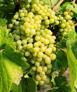 Hopi Live Seedless Grape Vines - 2 Pack, 1-2 Yr Old, Outdoor Fruit Plant - Image 2