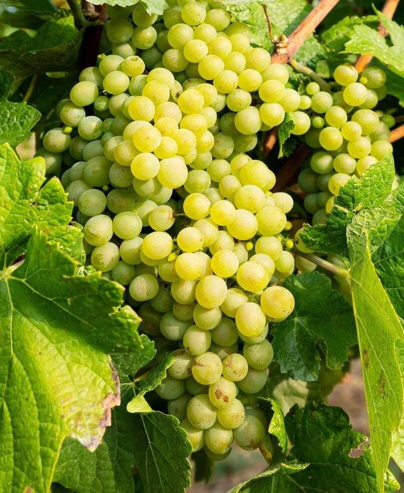Hopi Live Seedless Grape Vines - 2 Pack, 1-2 Yr Old, Outdoor Fruit Plant - Image 2