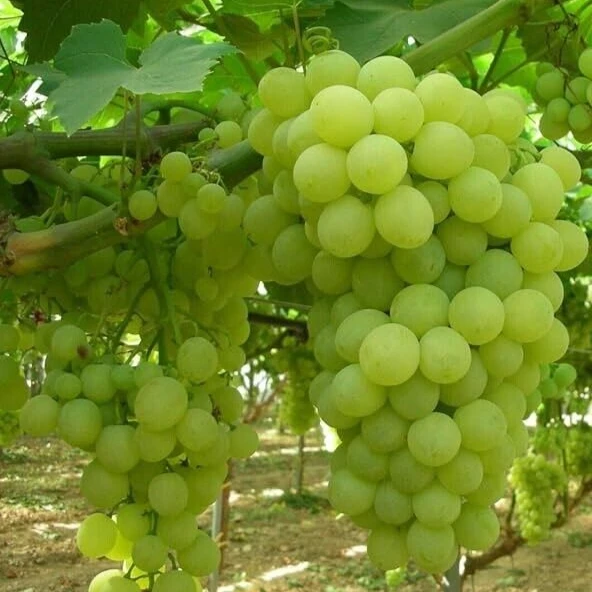 Hopi Live Seedless Grape Vines - 2 Pack, 1-2 Yr Old, Outdoor Fruit Plant - Image 3