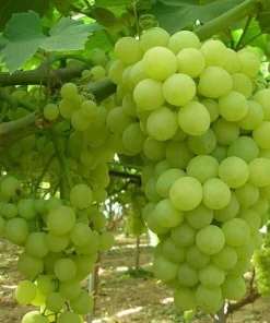 Hopie Seedless Grape Vine Live Plant - 1-2 Yr Old - Ready for Planting Outdoor Fruit - Image 2