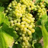 Hopie Seedless Grape Vine Live Plant - 1-2 Yr Old - Ready for Planting Outdoor Fruit - Image 1